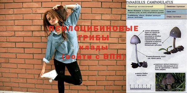 стаф Майский